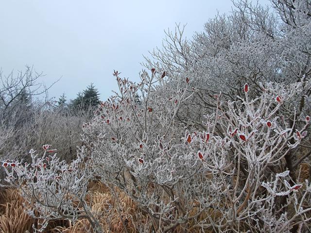 23일 경남 산청군 지리산국립공원 세석대피소(해발 1678ｍ) 일대에 펼쳐진 상고대가 장관을 연출하고 있다. 상고대는 영하권 기온에서 대기 중 수증기가 나무, 풀 등에 얼어붙어 눈꽃처럼 핀 현상을 말한다. 이날 지리산 아침 최저기온은 영하 2.8도, 최대 풍속 5m/s을 기록했다. 뉴시스