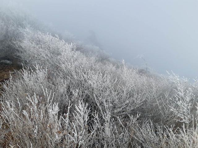 국립공원공단 지리산국립공원 경남사무소가 23일 지리산 주 능선에 상고대가 피었다고 밝혔다. 상고대는 순우리말로 습도가 높은 안개나 구름의 물방울 성분이 나뭇가지에 얼어붙어 생기는 일종의 서리 또는 얼음이다. 연합뉴스