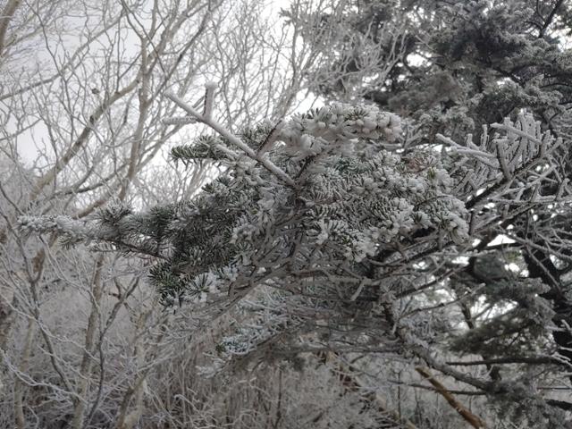 23일 경남 산청군 지리산국립공원 세석대피소(해발 1678ｍ) 일대에 펼쳐진 상고대가 장관을 연출하고 있다. 상고대는 영하권 기온에서 대기 중 수증기가 나무, 풀 등에 얼어 붙어 눈꽃처럼 핀 현상을 말한다. 산청=뉴시스