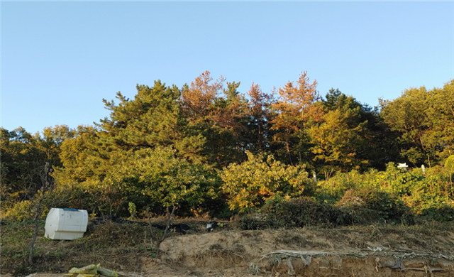 소나무재선충병에 걸려 고사한 공주시 탄천면 덕지리 산림의 소나무. 충남도 제공