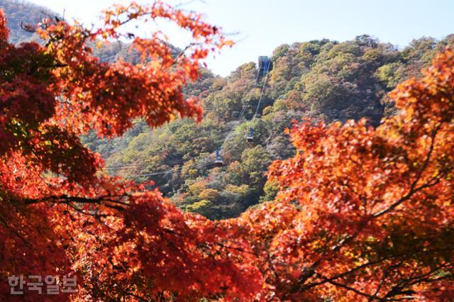 우화정 주변 단풍 사이로 케이블카가 오르내리고 있다.