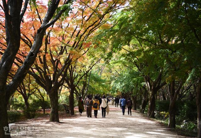 지난달 29일, 내장산 단풍의 최고 경관으로 치는 단풍터널은 아직 녹색이 짙다. 11월 중순 절정에 달할 전망이다.