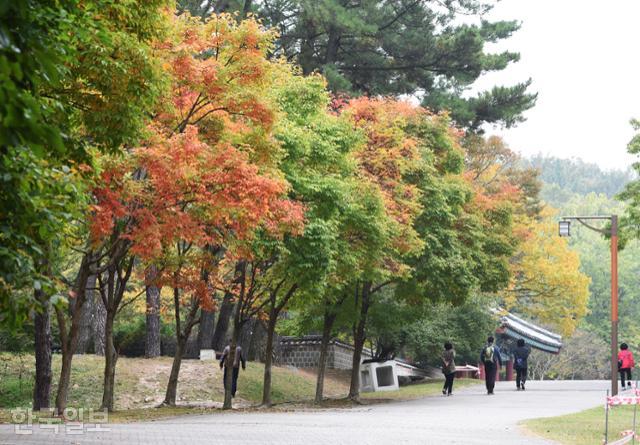 부소산은 겉보기에 소나무 산이지만 단풍나무가 많아 가을에 특히 아름답다. 지난달 말 부소산 입구 삼충사 주변 단풍나무에 붉은 기운이 감돌고 있다.