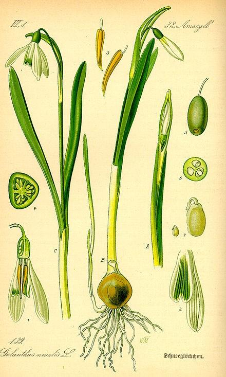 눈꽃, Schneeglockchen (독어), Snow drop (영어), Galanthus nivalis (라틴어학명). 출처 위키원드