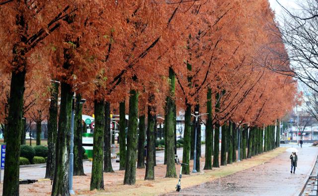 19일 오전 낙엽이 지는 광주 북구 전남대학교 교정에 겨울을 재촉하는 비가 내리고 있다. 연합뉴스