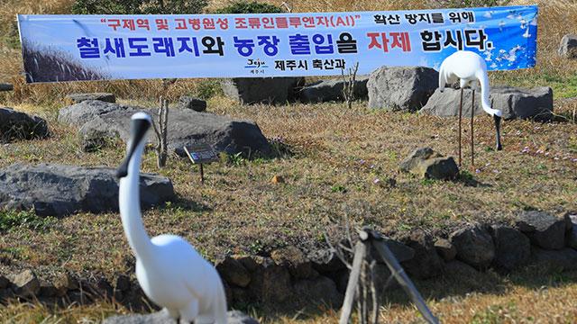 제주도 방역당국이 철새도래지 등에 AI 확산 방지 현수막을 설치했다.