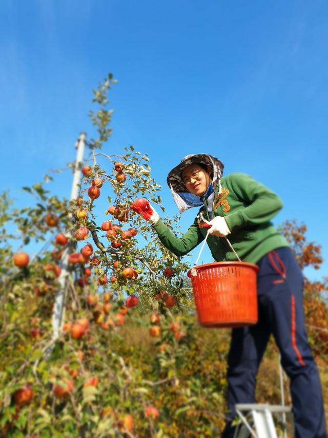 경북 상주의 한 밭에서 사과를 따고 있는 서울 청년 한재웅씨. 대학에서 중국학을 전공한 한씨는 지역 친환경 농산물을 활용해 '제철 농산물 키트'를 만들고 있다. 서울시 제공