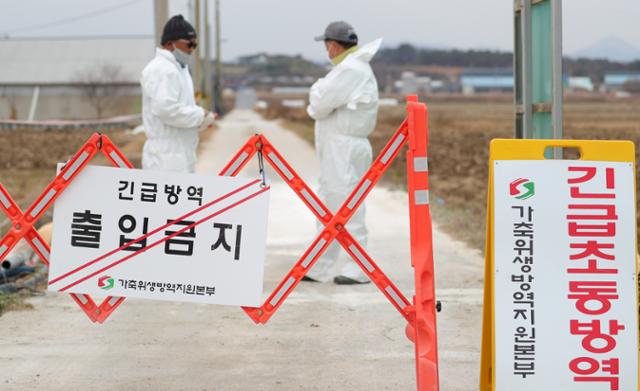 11월 29일 고병원성 조류인플루엔자(AI)가 발생한 전북 정읍시 육용 오리 농가에서 방역 관계자들이 출입로를 통제하고 모든 차량과 종사자를 대상으로 소독 작업을 하고 있다. 정읍=뉴스1