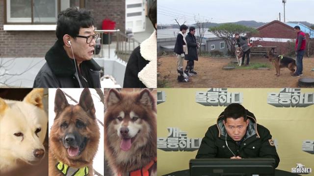 '개는 훌륭하다' 대형견 훈련 방법이 공개된다. KBS 제공