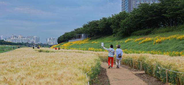 시민들이 가산ㆍ구로디지털단지 옆에 있는 안양천을 따라 산책하고 있다. 금천구청 제공