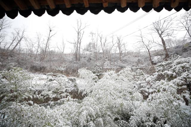 서울 전역을 비롯한 전국 곳곳에 대설주의보가 내려진 13일 오전 서울 청운문학도서관 인근 나무에 눈이 쌓여 있다. 연합뉴스