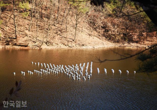 모산재 뒤 저수지 수면에 떠 있는 '별의 별'. 위에서 보면 별 모양이다.