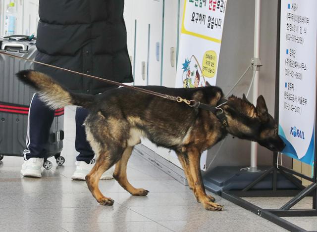 지난달 17일 오전 서울역에서 경찰특공대가 탐지견과 함께 테러에 대비한 수색을 하고 있다. 연합뉴스