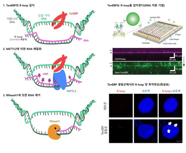 단백질에 의한 DNA 이상 구조해소 과정 도식도