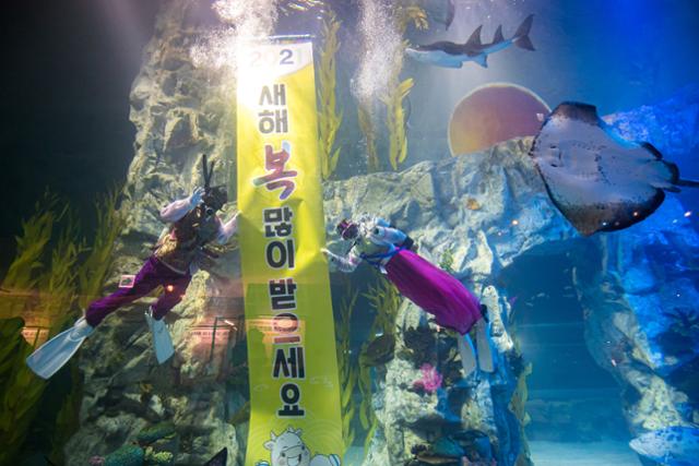 30일 서울 송파구 롯데월드 아쿠아리움의 수조에서 한복을 입은 다이버들이 새해 인사를 전하고 있다. 연합뉴스