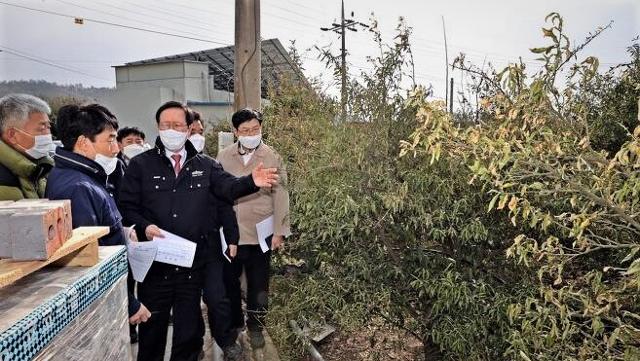 송귀근 고흥군수가 한파로 피해가 잇따르고 있는 유자농가를 둘러보고 있다. 고흥군 제공