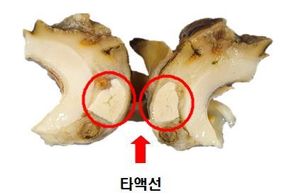 식품의약품안전처가 일부 고둥 안에 테트라민이라 불리는 자연독소가 함유된 타액선을 제거하는 방법을 설명하고 있다. 출처 식품의약품안전처 홈페이지