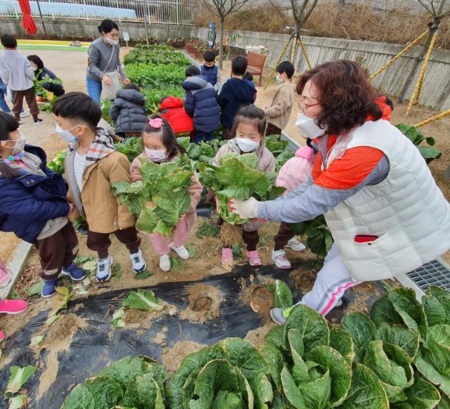 지난해 가을 울산 북구 강동유치원 원아들이 '꼬마 농부들의 키움터 텃밭'에 심은 배추를 수확하고 있다. 뉴시스