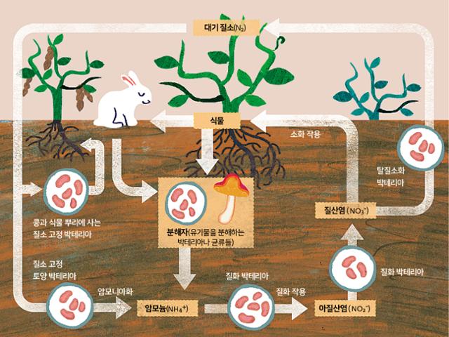 질소 기체가 미생물에 의해 암모니아로 변환되고 땅속 생태계를 통해 다양한 질소화합물로 퍼져 나가는 과정