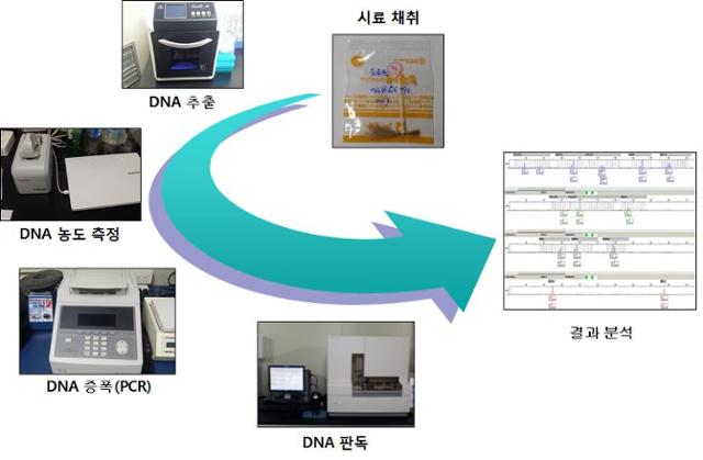 송아지 친자확인 분석 모식도. 충남축산연구소 제공