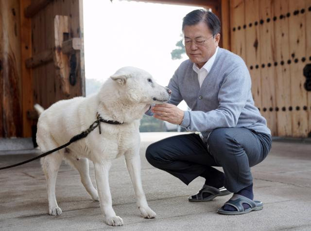 문재인 대통령이 12일 청와대 관저에서 반려견 풍산개 마루를 돌보며 설 명절을 보내고 있다. 청와대 제공