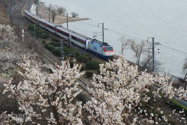 양산 원동면 순매원에서 활짝 핀 매화 사이로 기차가 지나가고 있다. 한국일보DB