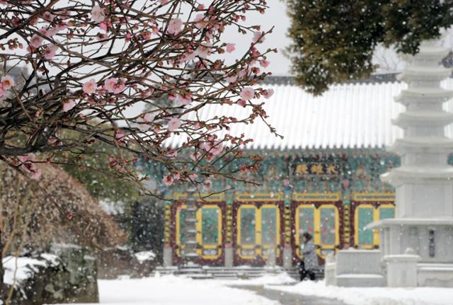 절기상 눈이 녹아 비가 된다는 우수(雨水)인 18일 오전 제주시 오라2동 월정사에 분홍매가 활짝 피어 있다. 현재 제주도 산지와 동남북부에는 대설주의보가 발효된 상태다. 뉴스1