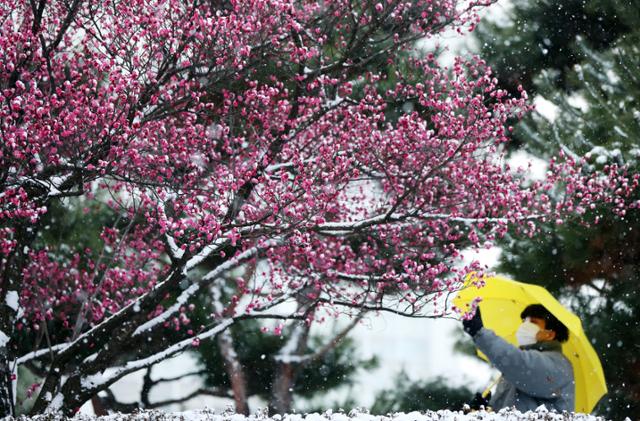 광주광역시 동구 조선대학교 교정에 17일 홍매화가 핀 가운데 폭설이 내리고 있다. 연합뉴스.