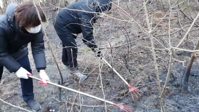 19일 오전 강원 양양군 양양읍 사천리 산불 현장에 투입된 양양군청 직원들이 잔불 정리 작업을 하고 있다. 연합뉴스