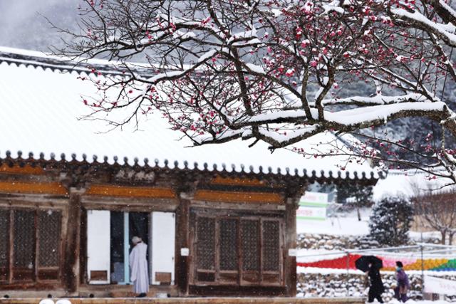 대설주의보가 내려진 17일 전남 강진군 국보 사찰 무위사 마당의 홍매화가 내리는 눈과 어우러져 멋진 겨울 풍경을 연출하고 있다. 강진군 제공·