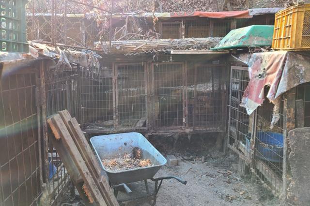 19일 남양주 개발제한구역 내 불법 개 사육장안에 있는 손수레에서 잔반을 먹고 있는 쥐가 보인다. 이종구 기자