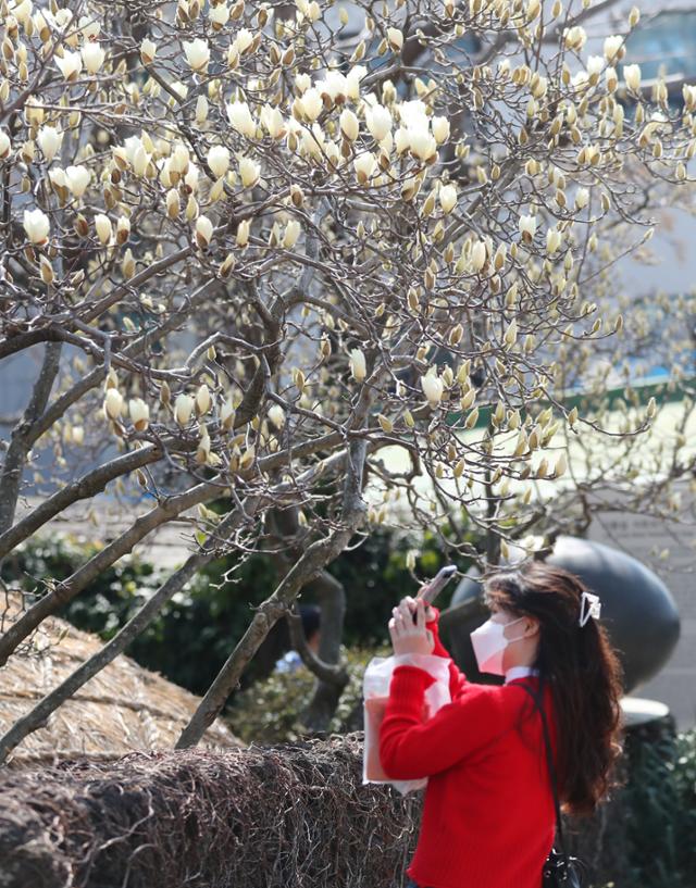 22일 오전 제주 서귀포시 이중섭거리에 목련이 활짝 펴 관광객들의 시선을 끌고 있다.뉴스1