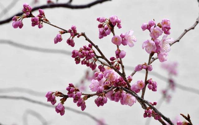 부산 수영구 배화학교 정문에 있는 벚나무가 24일 오전 꽃망울을 터뜨리며 봄 소식을 전하고 있다. 뉴시스