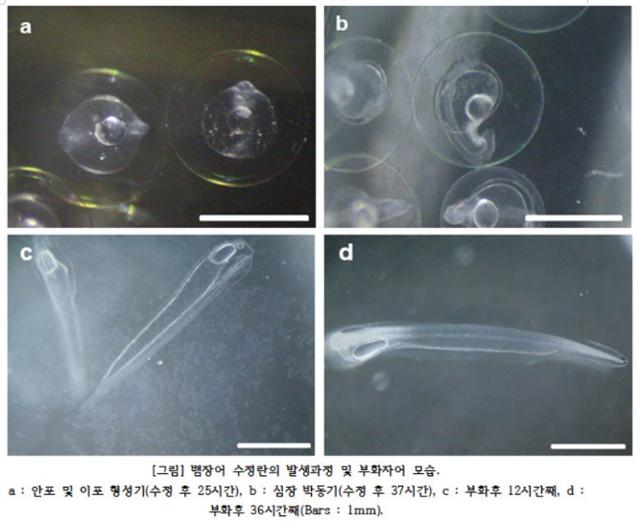 전북 군산대 연구팀이 부화에 성공한 뱀장어 치어. 군산대 제공