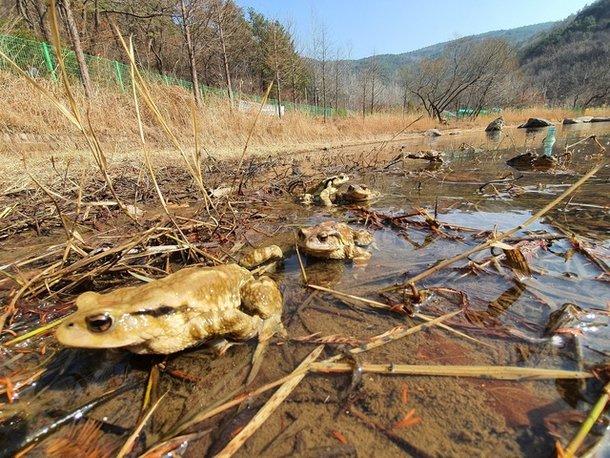 순천시 봉화산 업동 저수지 서식 두꺼비. 순천시청 제공, 뉴시스