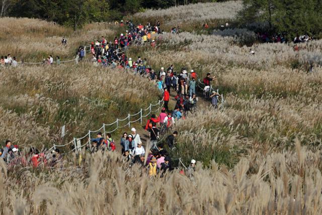 억새꽃 축제가 열리고 있는 경기 포천 명성산 억새꽃 군락. 한국일보 자료사진