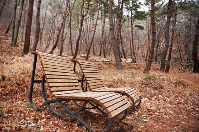 오도산 자연휴양림의 솔숲 산책로. 곳곳에 벤치가 놓여 있어 걷고 쉬고 명상하기 좋은 곳이다.