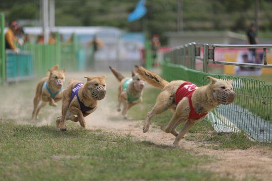 진돗개들이 진도개테마파크에서 입마개를 한 채 경주를 하고 있다. 시민과 동물단체들은 경쟁을 시키는 것 자체가 개의 습성과 맞지 않고 스트레스를 유발한다고 주장한다. 진도군 홈페이지 캡처