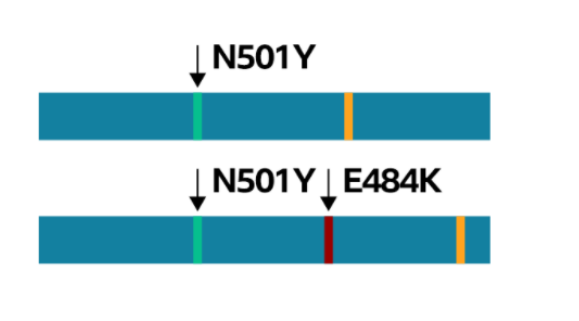 영국과 남아프리카공화국에서 각각 발견됨 코로나바이러스 돌연변이체의 염기 구조가 다른 모습.