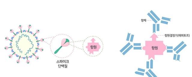 그림 왼쪽은 코로나바이러스에서 인체의 세포 수용체에 결합하는 스파이크 단백질과. 오른쪽은 스파이크 단백질을 표적 삼아 결합해 기능을 무력화시키는 항체의 모습. 기초과학연구원 홈페이지