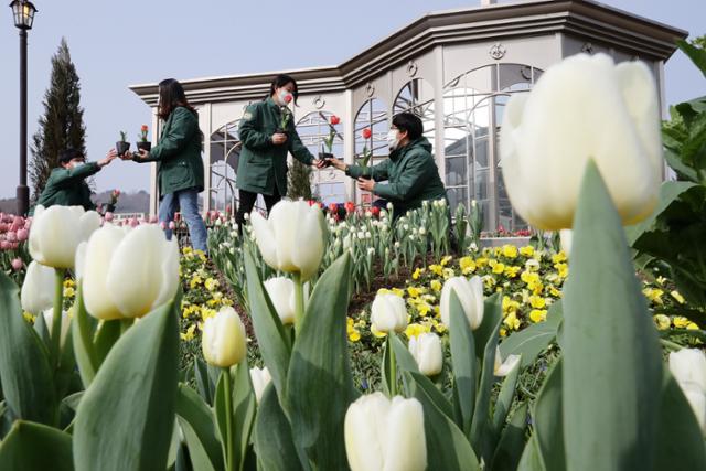 15일 오전 경기도 용인 에버랜드에서 관계자들이 봄과 함께 막 피어나기 시작한 튤립들을 만나볼 수 있는 공간을 꾸미고 있다. 다양한 빛깔의 튤립을 만나볼 수 있는 에버랜드 튤립정원은 오는 26일부터 운영된다. 뉴스1