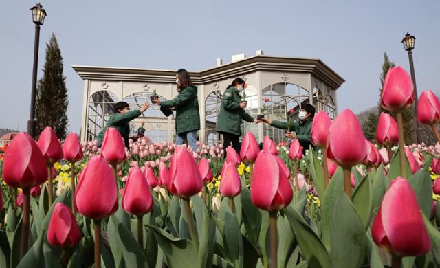 15일 오전 경기도 용인 에버랜드에서 관계자들이 봄과 함께 막 피어나기 시작한 튤립들을 만나볼 수 있는 튤립정원을 꾸미고 있다. 뉴스1