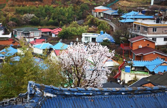 남면해안도로의 선구마을 풍경. 하얗게 핀 매화나무 뒤로 알록달록한 마을 풍경이 정겹다.