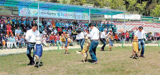 지난해 진도테마파크에서 진돗개가 춤을 추고 있다. 진도군 제공