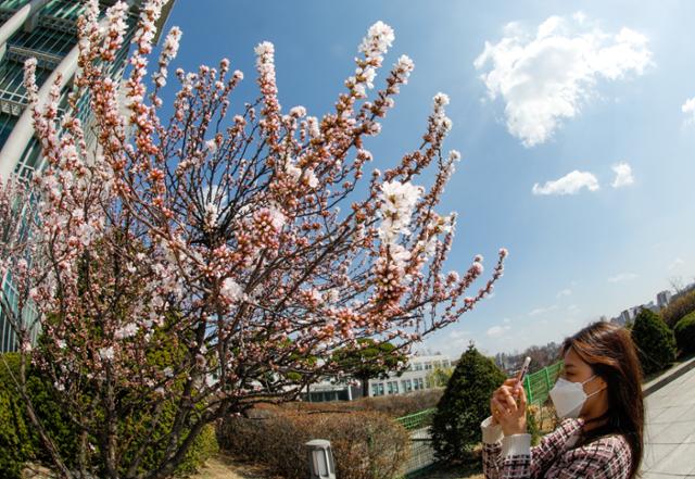 맑고 깨끗한 봄 날씨가 이어진 22일 오후 서울 종로구 성균관대학교에 살구나무꽃 뒤로 파란 하늘이 펼쳐져 있다. 뉴스1