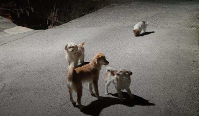 경남 창원 공업사 인근에서 살던 유기견 가족은 차량에 치여 즉사한 장군이를 제외하고 현재 구조된 상태다. 동물자유연대 제공