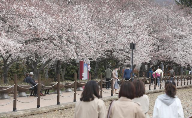 24일 오후 경남 창원 진해구 경화역을 찾은 상춘객들이 벚꽃을 바라보고 있다. 진해=뉴스1