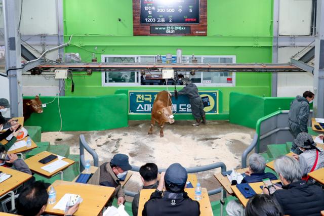 합천군은 합천축협과 한우경매시장 전국 최초로 비대면 '스마트경매시스템'을 개발했다. 합천군 제공