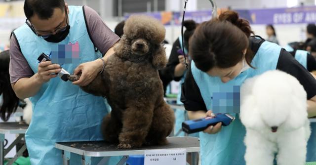 반려견 미용시험에 응시한 수험자들이 반려견의 털을 깎고 있다. 연합뉴스 *이해를 돕기 위한 자료 사진입니다.