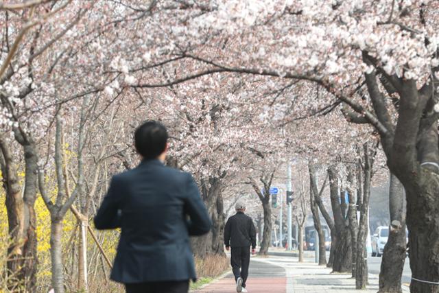 26일 오후 서울 영등포구 여의도 윤중로에서 시민들이 산책을 즐기고 있다. 정부는 봄철 야외활동으로 인한 신종 코로나바이러스 감염증(코로나19) 확산을 막기 위해 벚꽃 등 개화 시기에 맞춰 오는 27일부터 다음 달 30일까지를 특별방역대책을 시행한다. 뉴스1